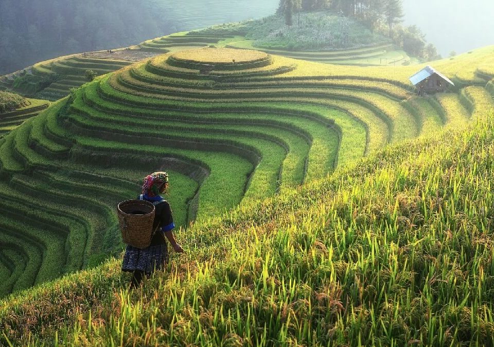 出租農地助胞弟脫貧,無奈獲冷漠對待,委請民事律師介入調解收回土地