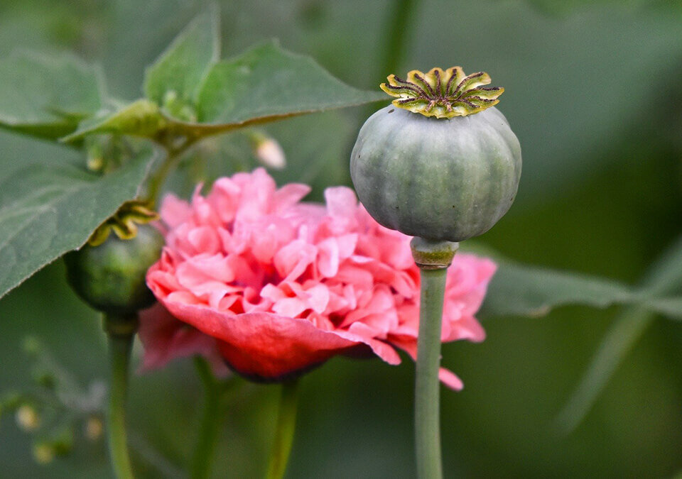 毒咖啡包幾級?有什麼刑責?毒咖啡怎麼解?